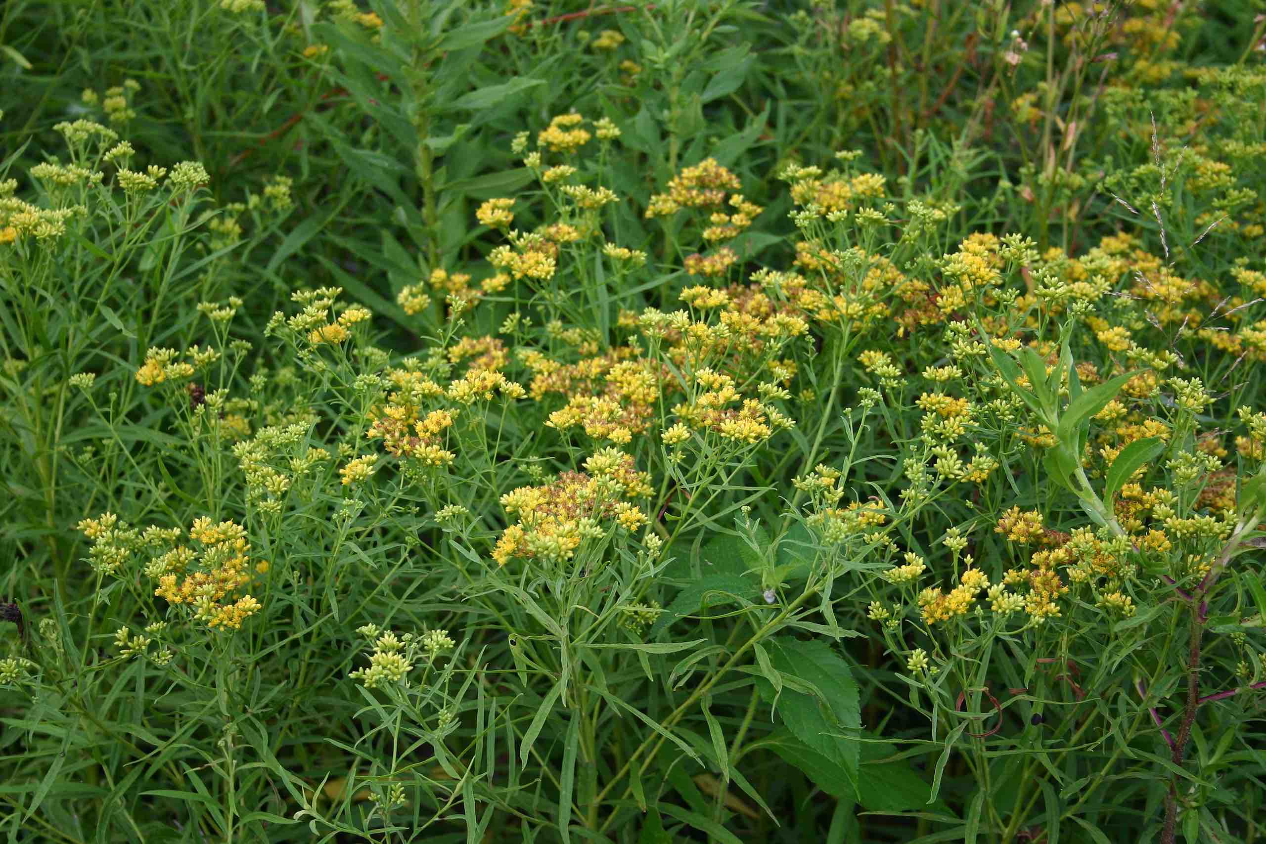 goldenrod